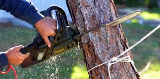 Best Palm Tree Trimming  in Dupont, WA